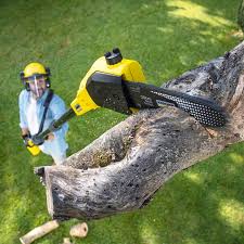 Best Emergency Tree Removal  in Sandy Springs, SC