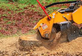 Best Weed Control  in Sandy Springs, SC