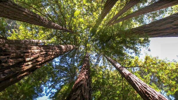 Best Tree Cabling and Bracing  in Sandy Springs, SC
