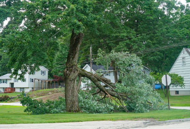 How Our Tree Care Process Works  in  Sandy Springs, SC