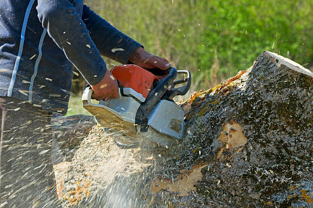 Best Lawn Drainage Solutions  in Sandy Springs, SC