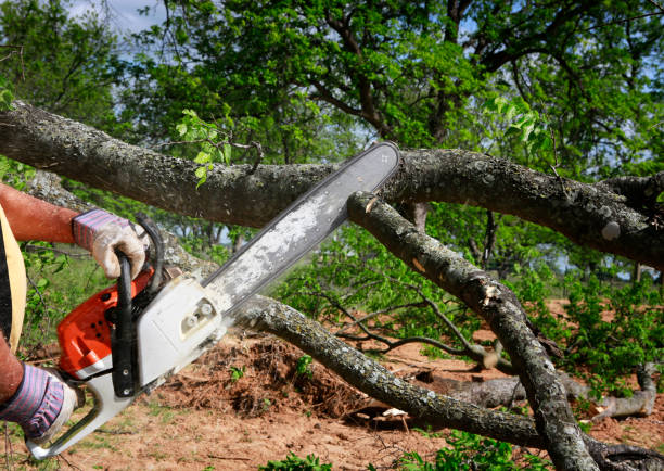 Best Hazardous Tree Removal  in Sandy Springs, SC