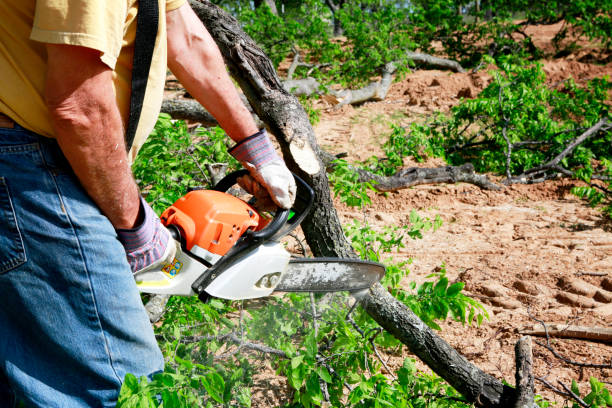 Best Pest Control for Lawns  in Sandy Springs, SC